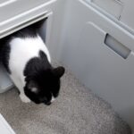 Outdoor Cat Litter Box Enclosure