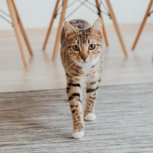 Cat walking on carpet