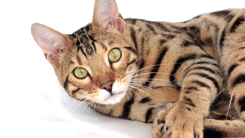 Cat laying down